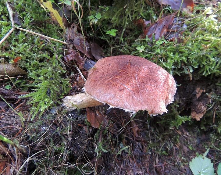 boletinus_cavipes_2a.jpg