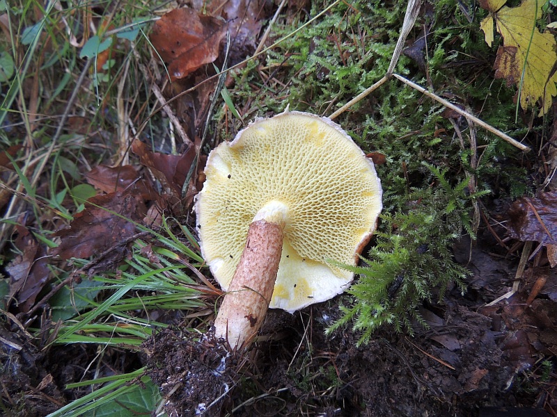 boletinus_cavipes_2b.jpg