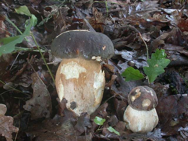 boletus_aereus_1.jpg