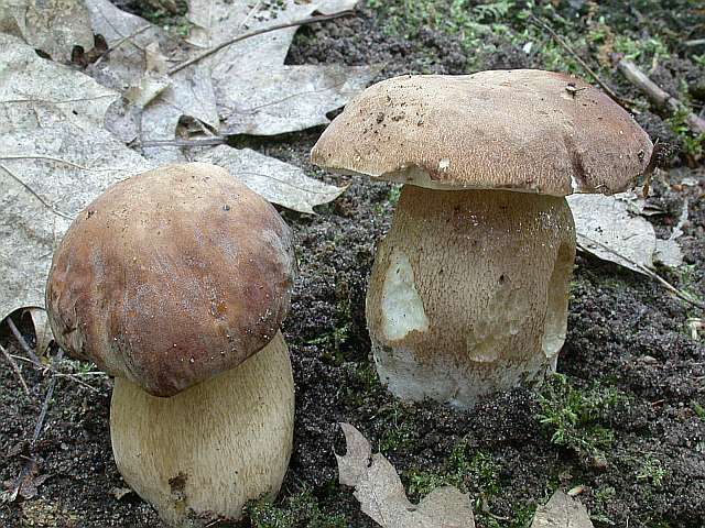 boletus_aestivalis_2.jpg