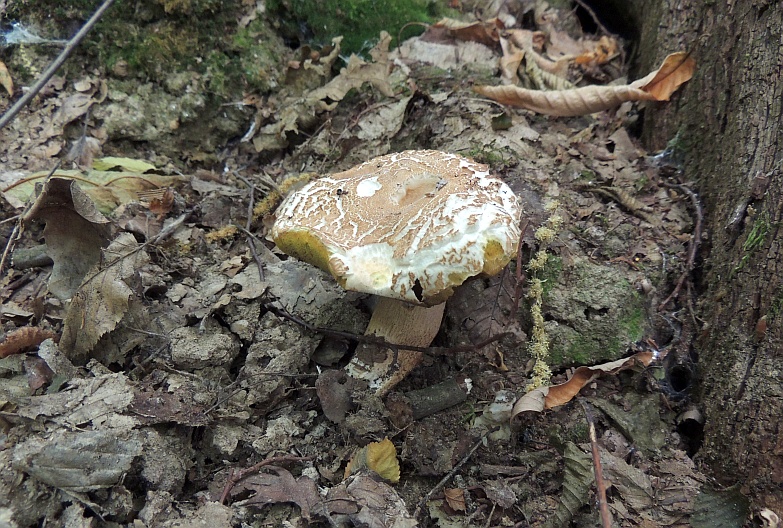 boletus_aestivalis_3a.jpg