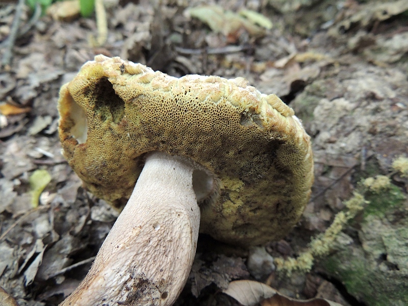 boletus_aestivalis_3b.jpg