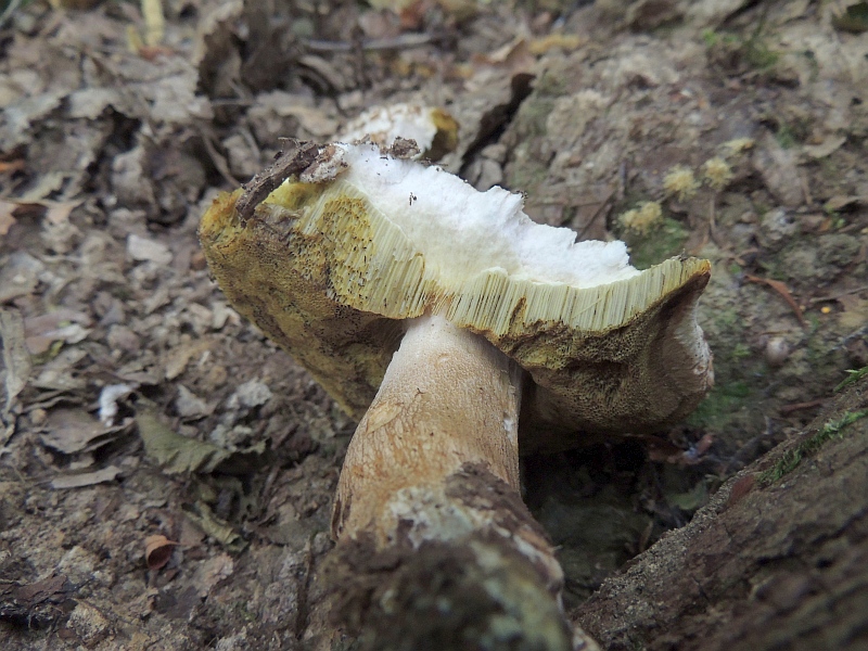 boletus_aestivalis_3c.jpg