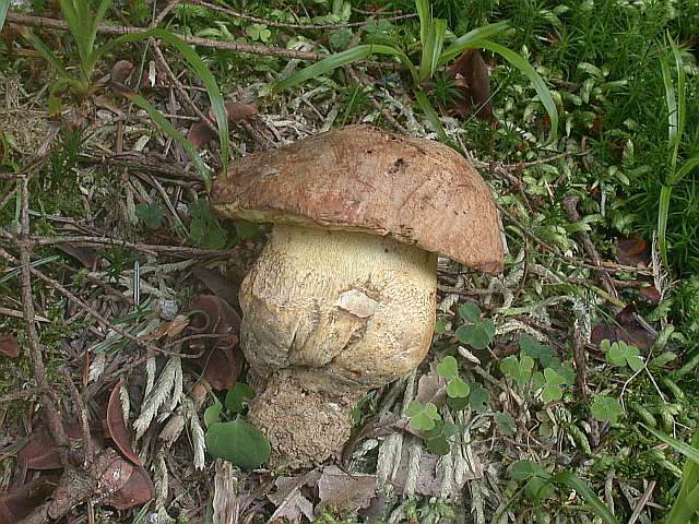 boletus_appendiculatus_3.jpg