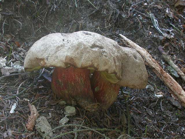 boletus_calopus_2.jpg