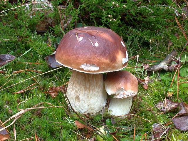 boletus_edulis.jpg