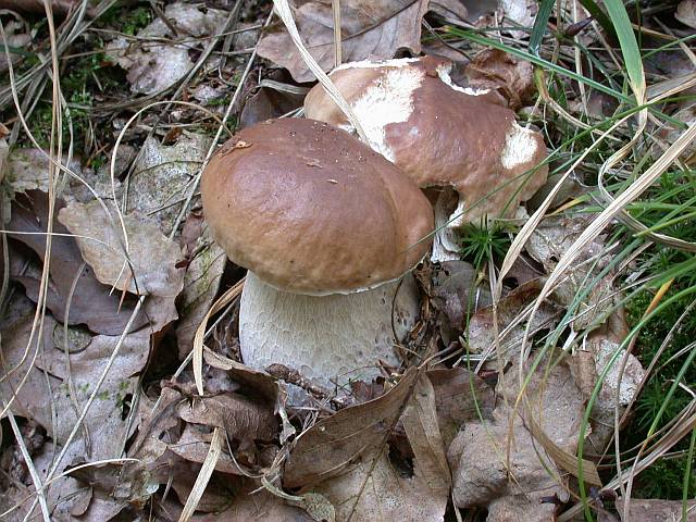 boletus_edulis_1.jpg