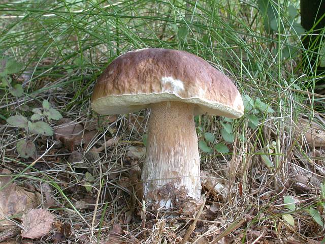 boletus_edulis_3a.jpg
