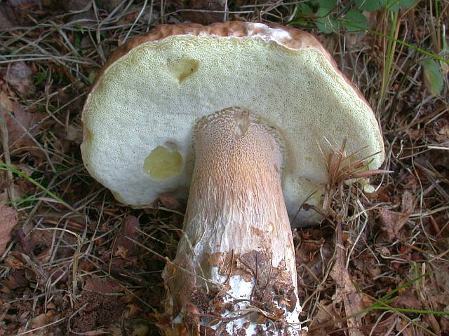 boletus_edulis_3b.jpg