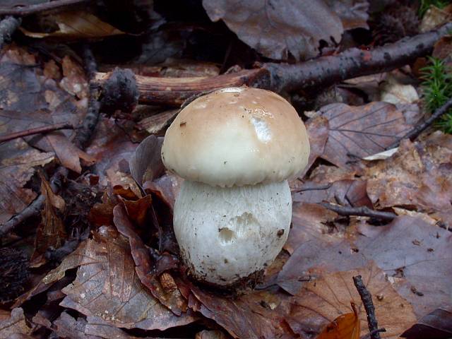 boletus_edulis_4.jpg