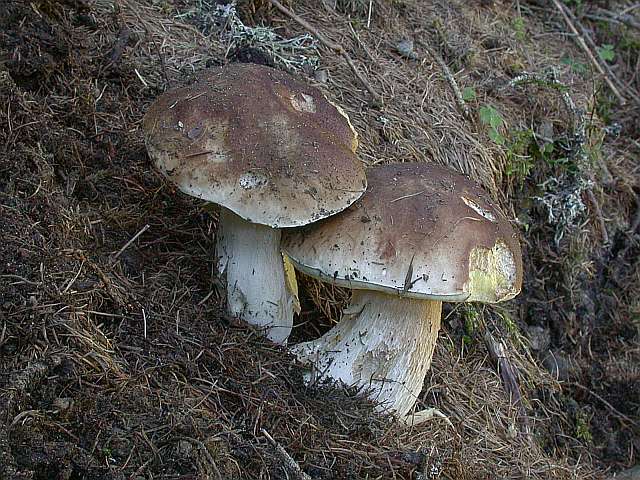 boletus_edulis_5.jpg