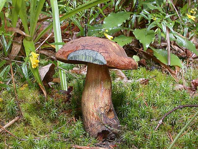 boletus_erythropus_1.jpg