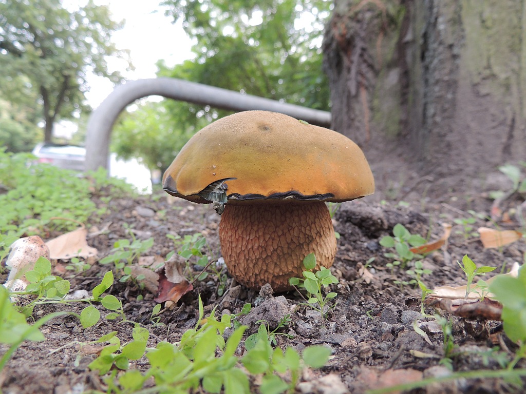 boletus_luridus_1a.jpg