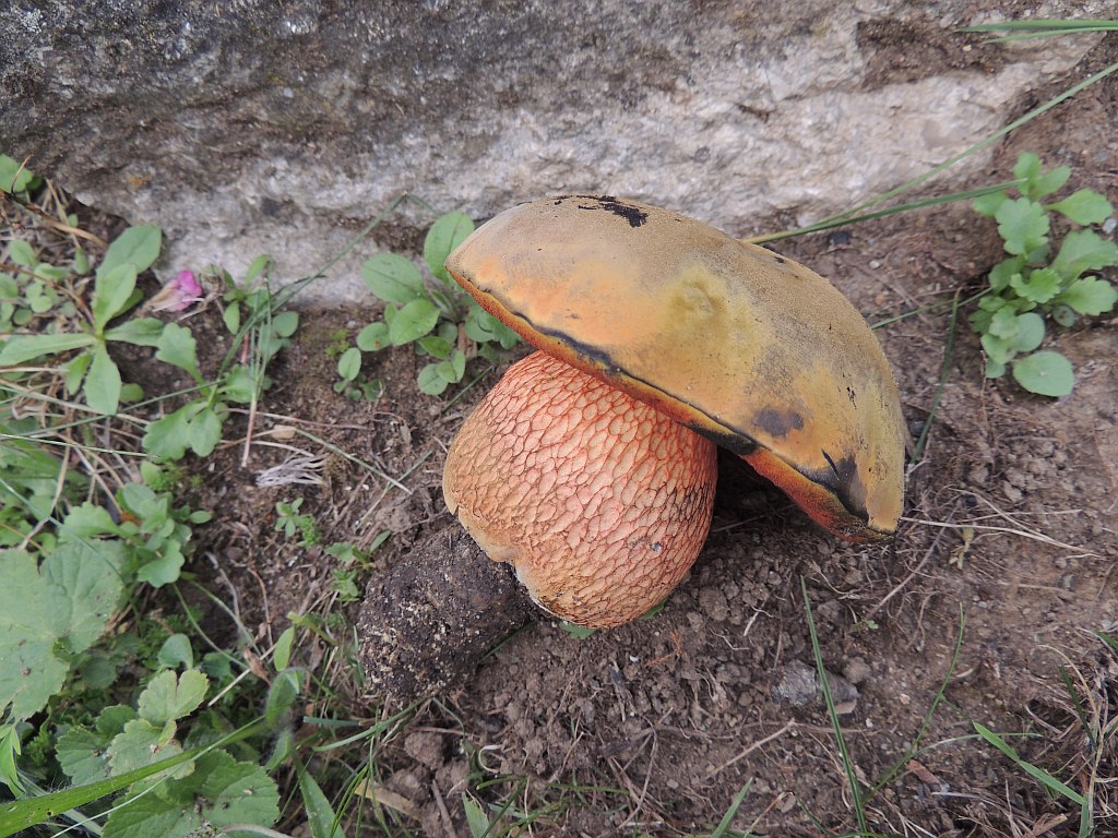 boletus_luridus_1b.jpg