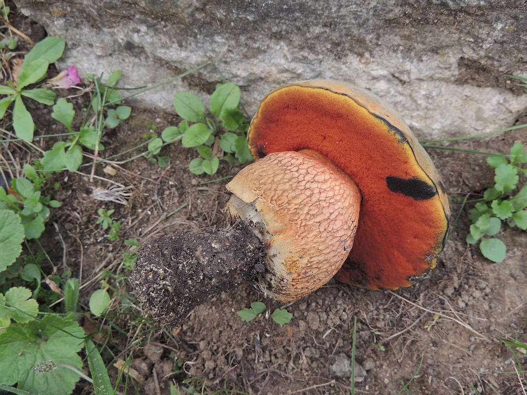 boletus_luridus_1c.jpg