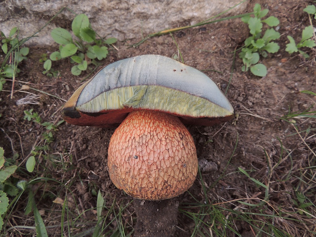 boletus_luridus_1d.jpg