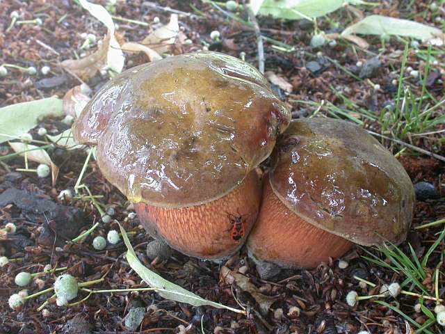 boletus_luridus_2a.jpg