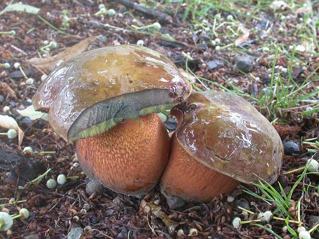 boletus_luridus_2b.jpg