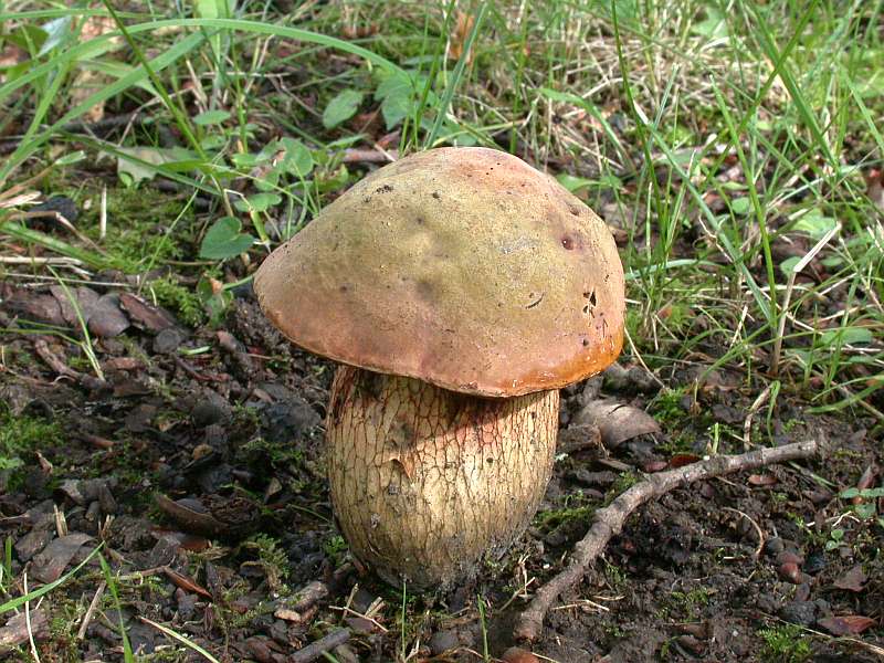 boletus_luridus_4.jpg