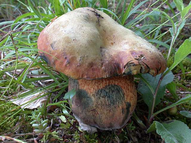 boletus_luridus_5.jpg