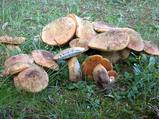 boletus_luridus_6.jpg