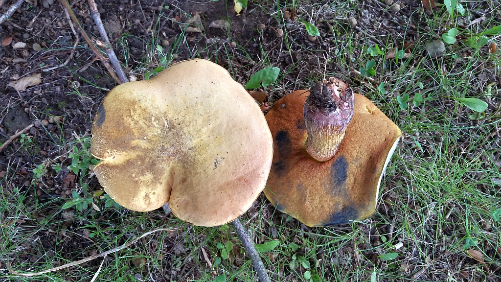 boletus_luridus_7a.jpg
