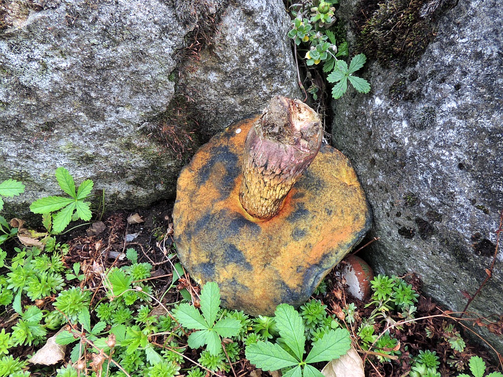 boletus_luridus_7b.jpg