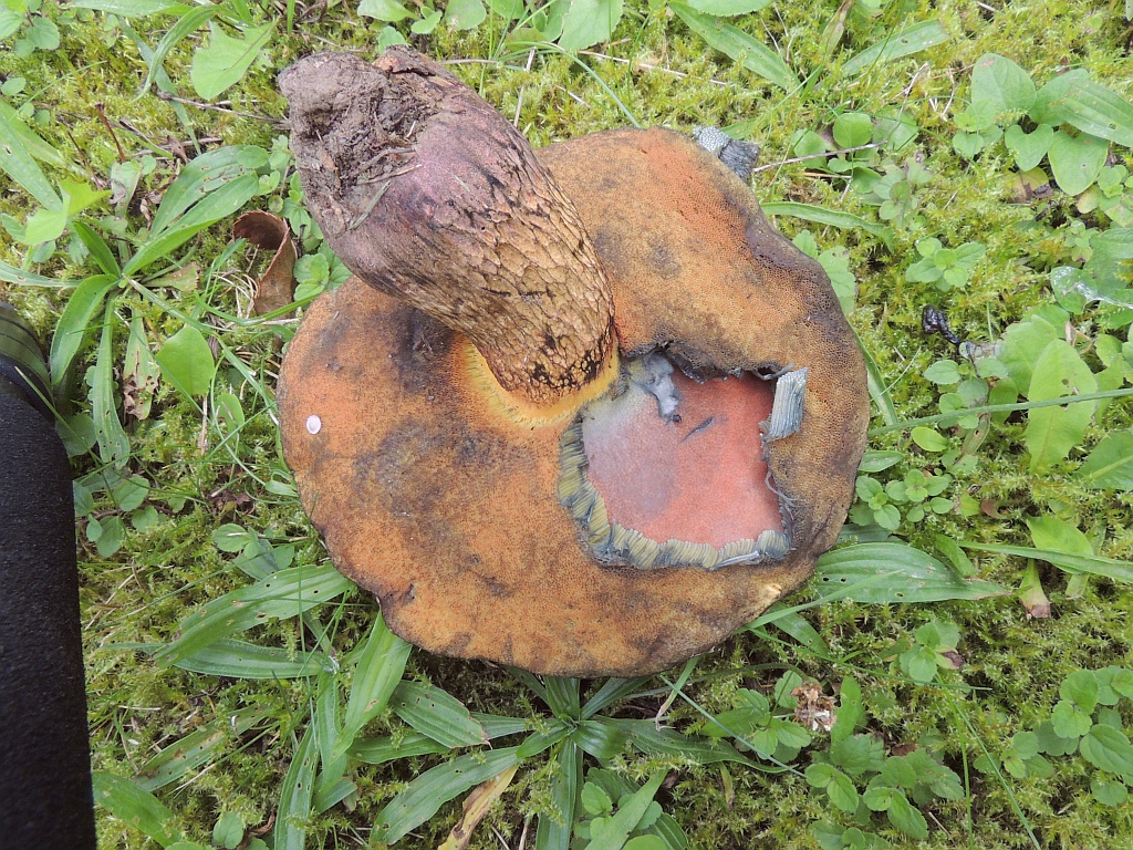 boletus_luridus_7c.jpg