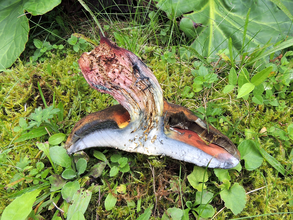 boletus_luridus_7d.jpg