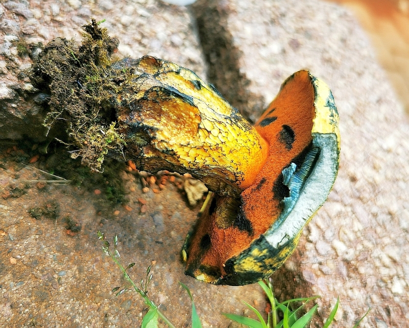 boletus_luridus_7e.jpg