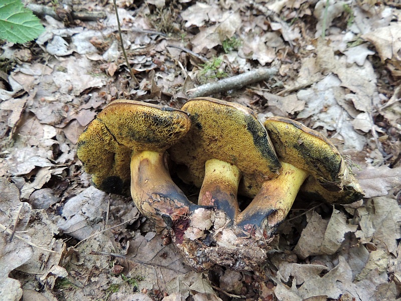 boletus_pulverulentus_2.jpg