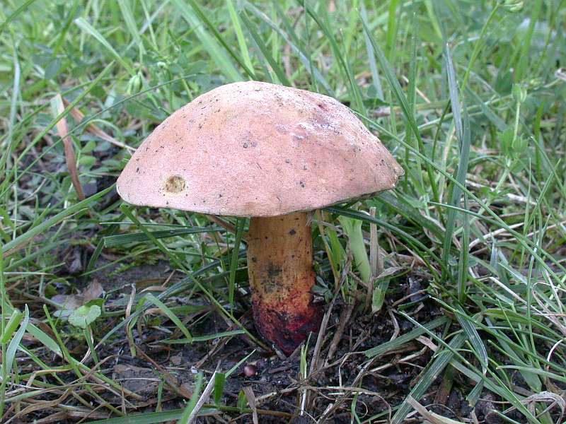 boletus_queletii_1.jpg