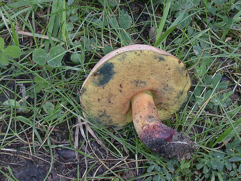boletus_queletii_4.jpg