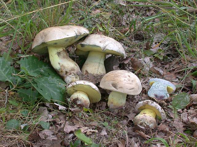 boletus_radicans_1.jpg