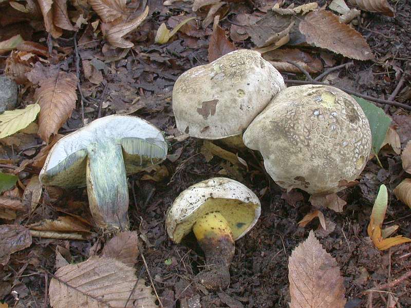 boletus_radicans_2.jpg