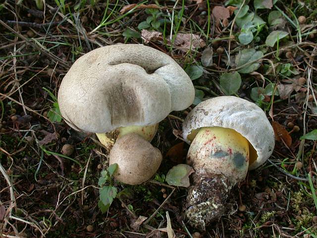 boletus_radicans_3.jpg