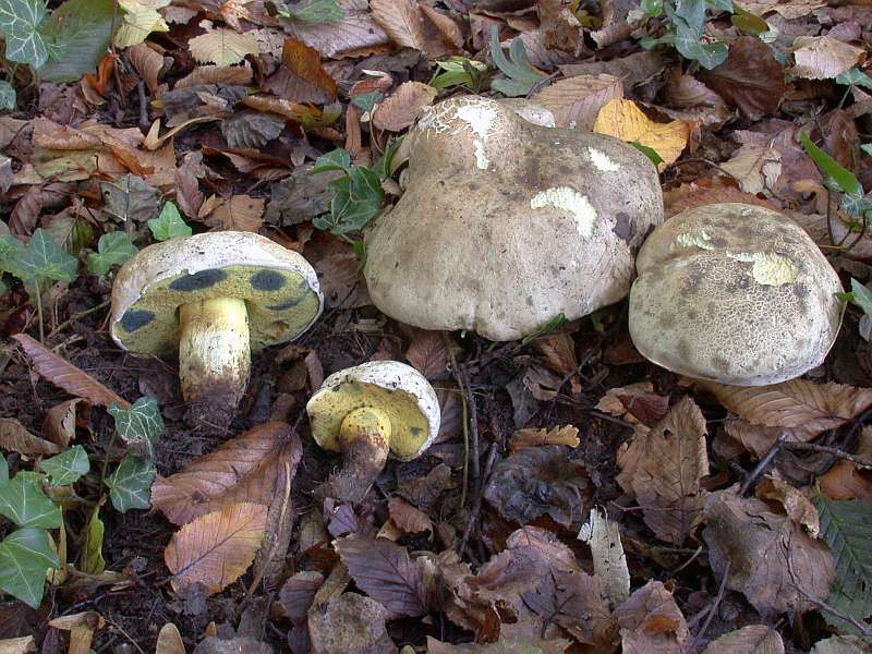 boletus_radicans_4.jpg