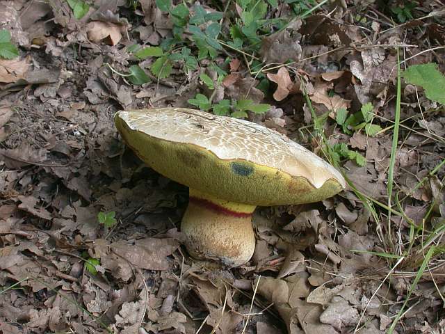 boletus_radicans_5.jpg