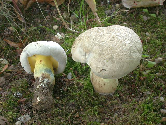 boletus_radicans_6.jpg