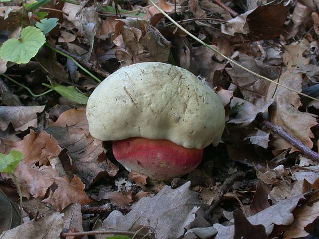 boletus_satanas_1.jpg