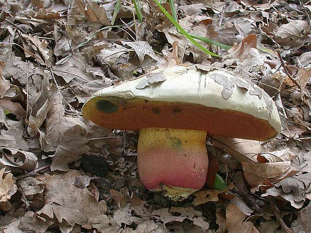 boletus_satanas_1a.jpg