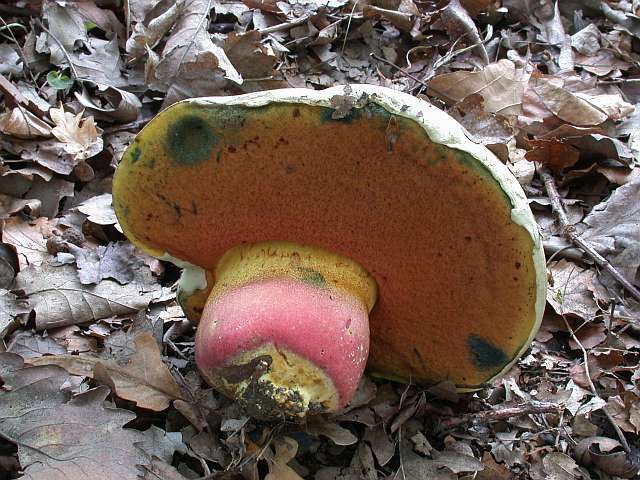 boletus_satanas_1b.jpg