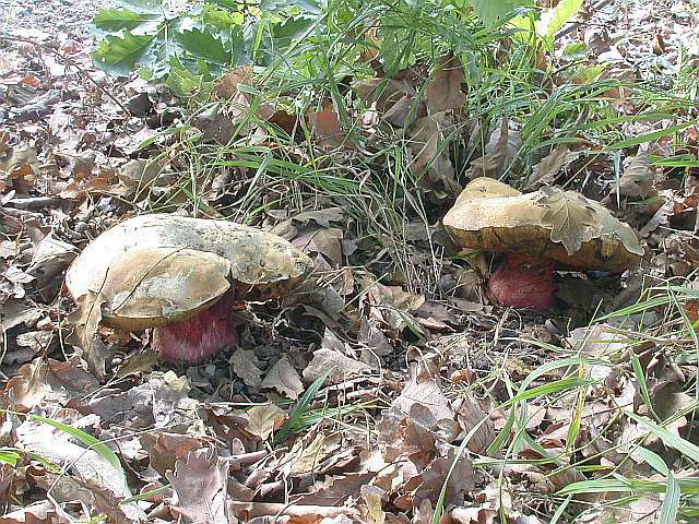 boletus_satanas_2.jpg