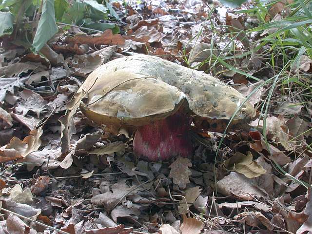 boletus_satanas_3.jpg