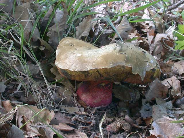 boletus_satanas_4.jpg