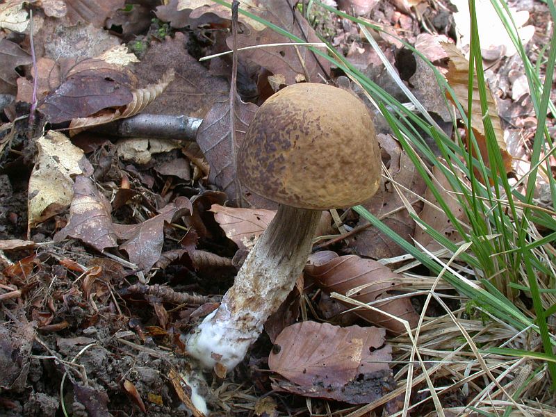 leccinum_carpini.jpg