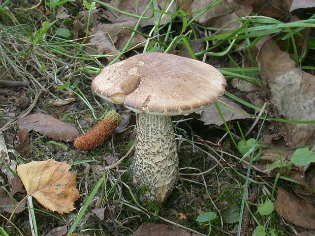 leccinum_scabrum_3.jpg