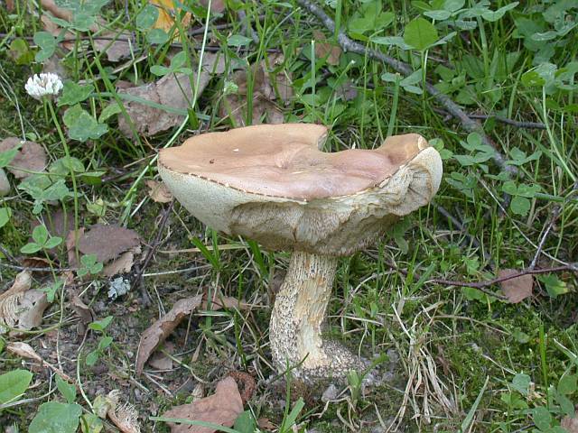 leccinum_scabrum_4.jpg