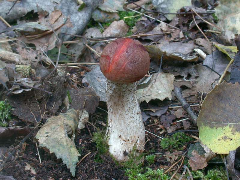 leccinum_versipelle.jpg