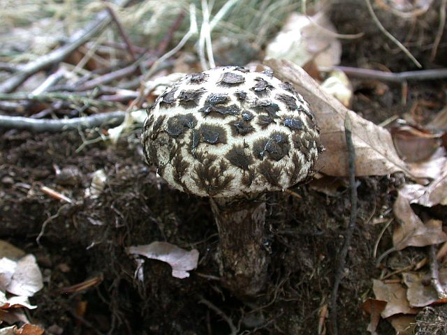 strobilomyces_strobilaceus_2.jpg